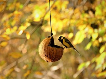 Close-up of bird perching on a plant