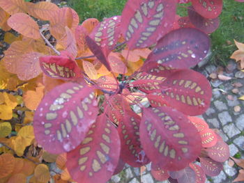 Close-up of plants