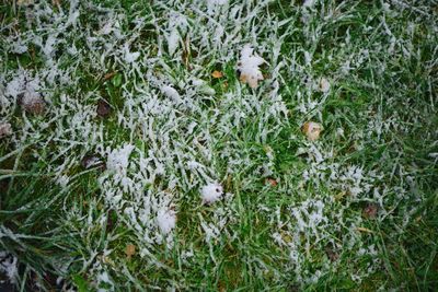 High angle view of lizard on grass
