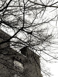 Low angle view of tree against sky