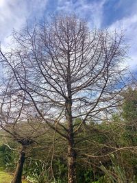 Bare tree against sky