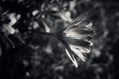 Close-up of flower