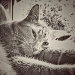 Close-up of cat sleeping