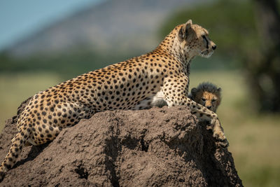 View of cheetah with cub on rock