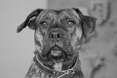 Close-up portrait of a dog