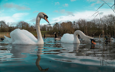 Swans swimming in lake against sky