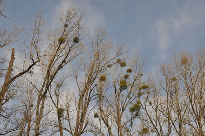 Low angle view of trees against sky