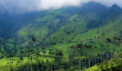 Palm trees on field