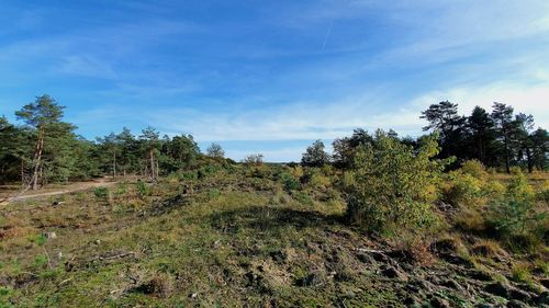 Plants growing on land against sky