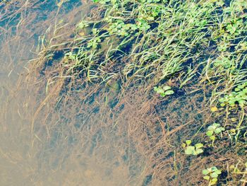 High angle view of plants in puddle