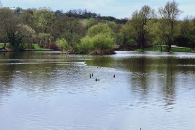 Birds swimming in lake