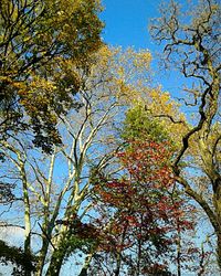 Low angle view of trees against sky