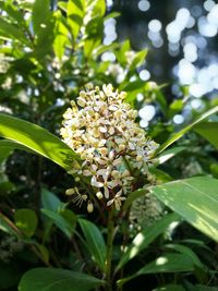 Close-up of flowers on tree