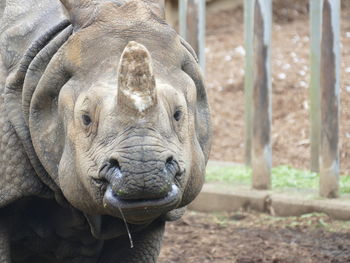 Close-up portrait of elephant