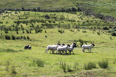 Sheep being chased by sheepdog on field