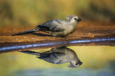 Close-up of bird perching on wood