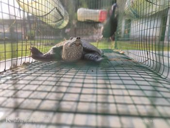 Cat sitting on bench in cage