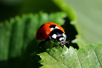 Close-up of ladybug on leaf