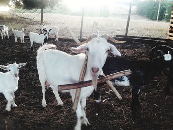 Cows on field