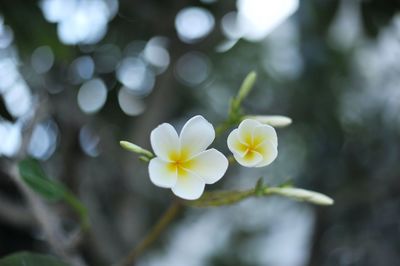 Close-up of white flowering plant