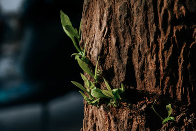 Close-up of tree trunk