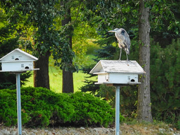 Bird perching on a tree in forest