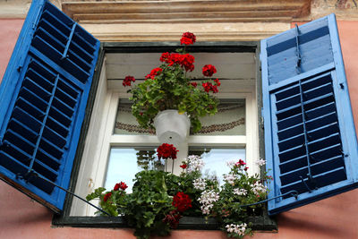 Low angle view of potted plants on window sill