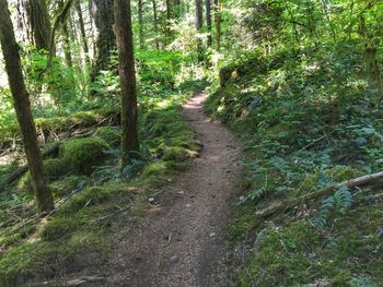 Dirt road amidst trees in forest