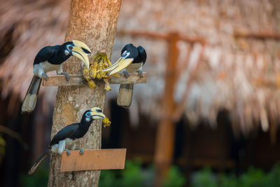 Close-up of birds eating banana