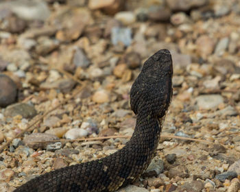 High angle view of snake on ground