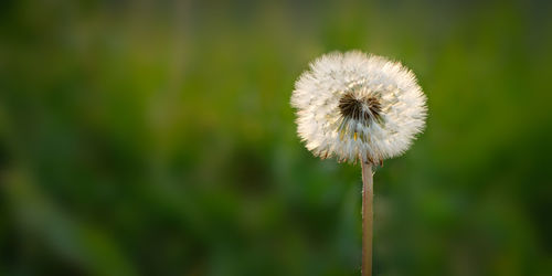 Close-up of dandelion flower on field