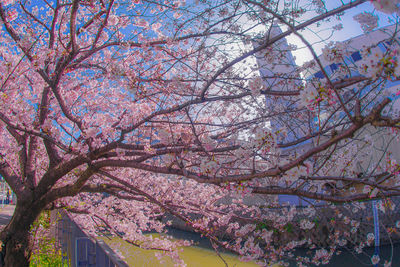 Low angle view of cherry blossom tree in city