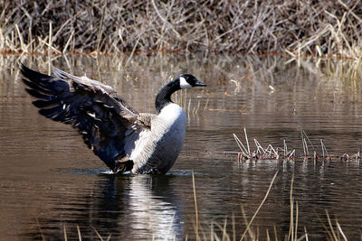 Bird flying over lake