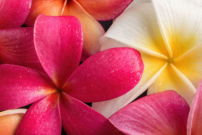 Full frame shot of pink roses