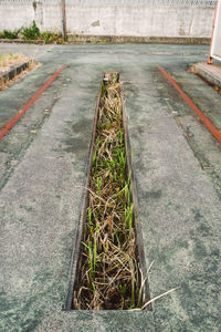 High angle view of footpath amidst plants