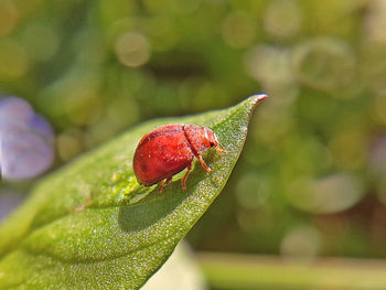 Close-up of ladybug on leaf