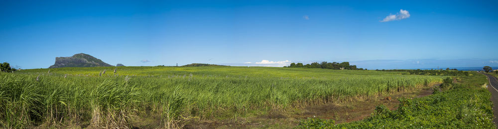 Scenic view of agricultural field against blue sky