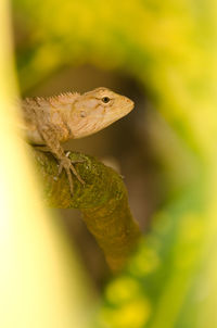 Close-up of lizard