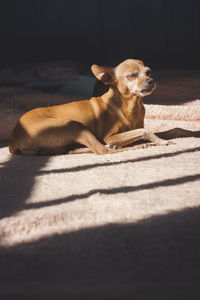 Dog resting on floor at home