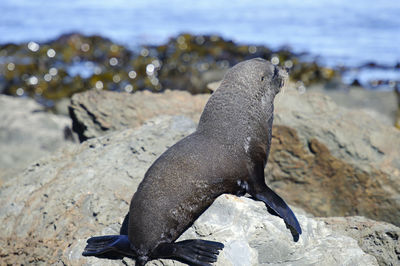 Seal on rock formation