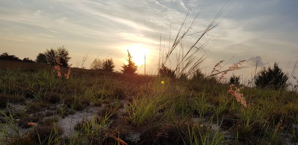 Plants growing on land against sky during sunset