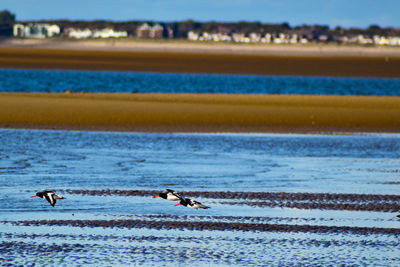 Birds on beach