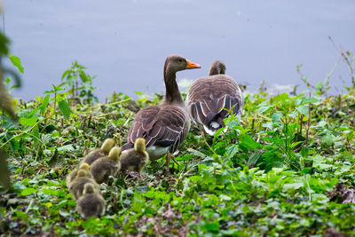 Ducks on lake by plants