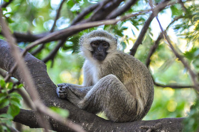 Close-up of monkey sitting on tree at kruger national park