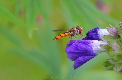 Close-up of insect on purple flower