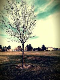 Bare trees on field against cloudy sky