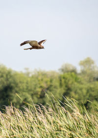 Bird flying over a field