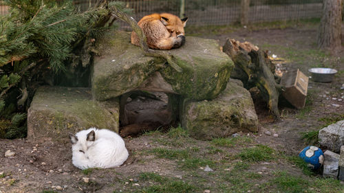 Sheep sitting on rock