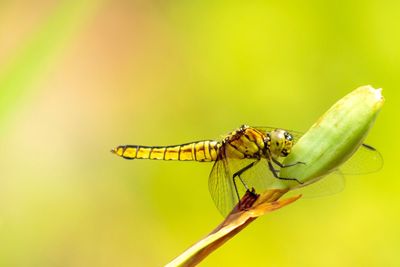 Close-up of insect on leaf