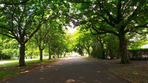 Street amidst trees